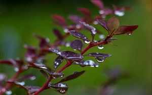 Preview wallpaper barberry, branch, leaves, drops, rain, macro