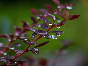 Preview wallpaper barberry, branch, leaves, drops, rain, macro