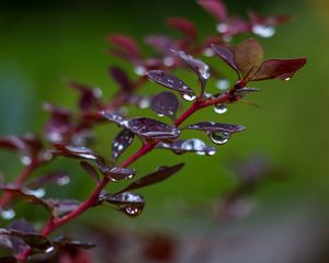 Preview wallpaper barberry, branch, leaves, drops, rain, macro