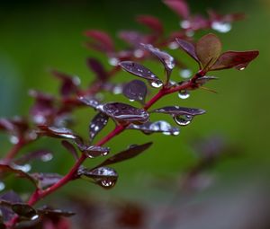 Preview wallpaper barberry, branch, leaves, drops, rain, macro