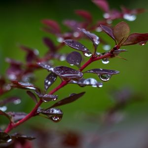 Preview wallpaper barberry, branch, leaves, drops, rain, macro