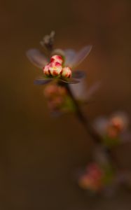 Preview wallpaper barberry, buds, macro, blur, flowers, spring