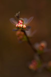 Preview wallpaper barberry, buds, macro, blur, flowers, spring