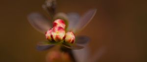 Preview wallpaper barberry, buds, macro, blur, flowers, spring