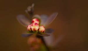 Preview wallpaper barberry, buds, macro, blur, flowers, spring