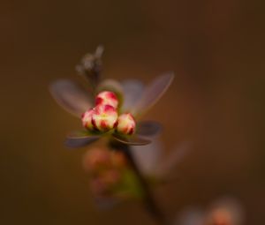 Preview wallpaper barberry, buds, macro, blur, flowers, spring