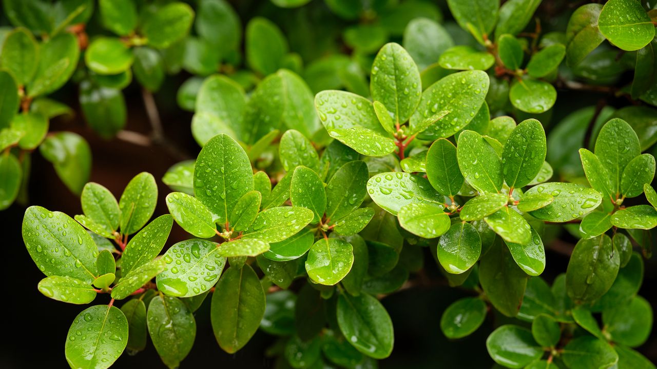 Wallpaper barberry, leaves, macro, water, green