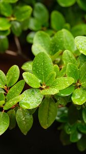 Preview wallpaper barberry, leaves, macro, water, green