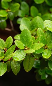 Preview wallpaper barberry, leaves, macro, water, green