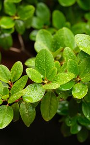 Preview wallpaper barberry, leaves, macro, water, green