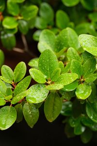 Preview wallpaper barberry, leaves, macro, water, green