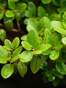 Preview wallpaper barberry, leaves, macro, water, green