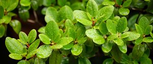 Preview wallpaper barberry, leaves, macro, water, green