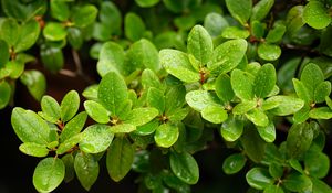 Preview wallpaper barberry, leaves, macro, water, green