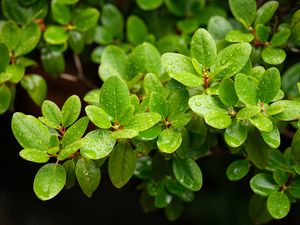 Preview wallpaper barberry, leaves, macro, water, green