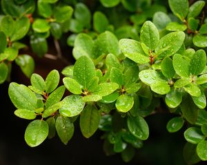 Preview wallpaper barberry, leaves, macro, water, green