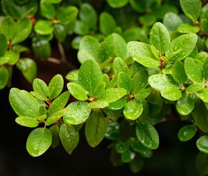 Preview wallpaper barberry, leaves, macro, water, green