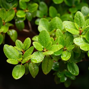 Preview wallpaper barberry, leaves, macro, water, green