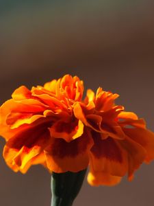 Preview wallpaper barhatets, flower, macro, petals