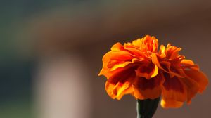 Preview wallpaper barhatets, flower, macro, petals