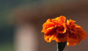 Preview wallpaper barhatets, flower, macro, petals