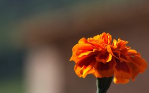 Preview wallpaper barhatets, flower, macro, petals