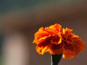 Preview wallpaper barhatets, flower, macro, petals