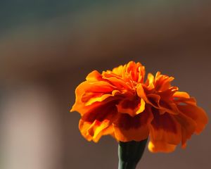 Preview wallpaper barhatets, flower, macro, petals