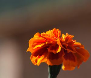 Preview wallpaper barhatets, flower, macro, petals