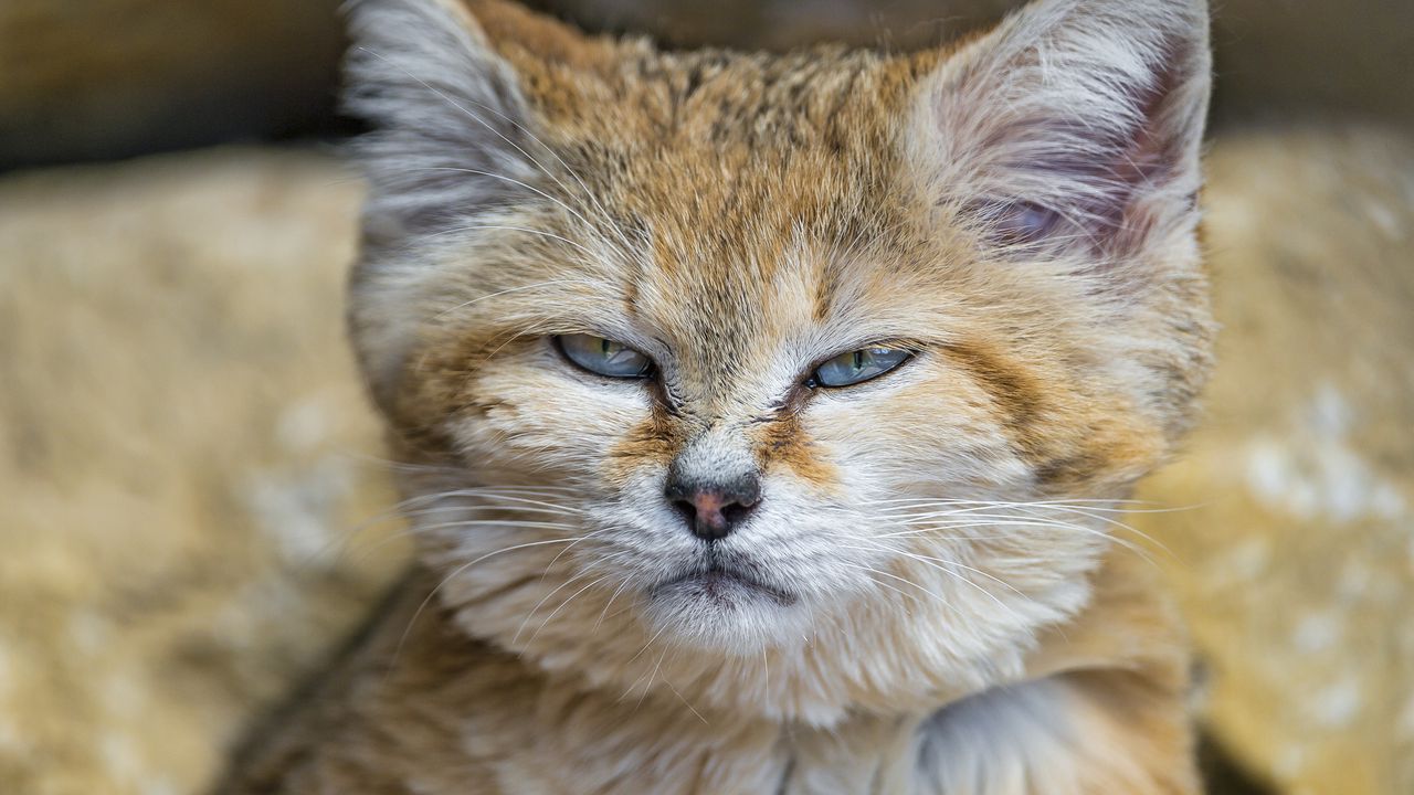 Wallpaper barhayot cat, sand cat, muzzle