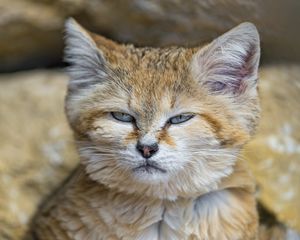 Preview wallpaper barhayot cat, sand cat, muzzle