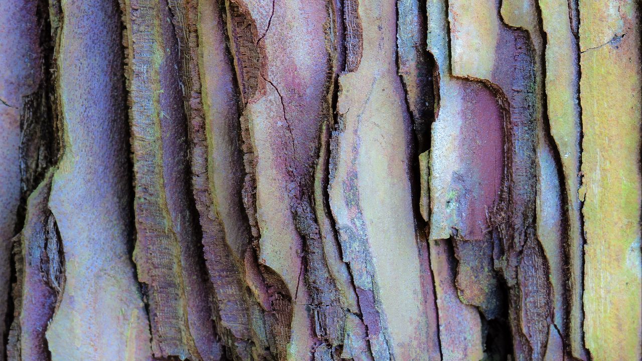 Wallpaper bark, layers, tree, texture, colorful