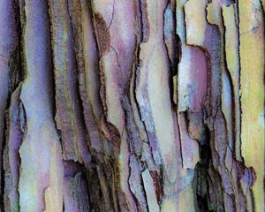 Preview wallpaper bark, layers, tree, texture, colorful