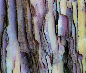 Preview wallpaper bark, layers, tree, texture, colorful