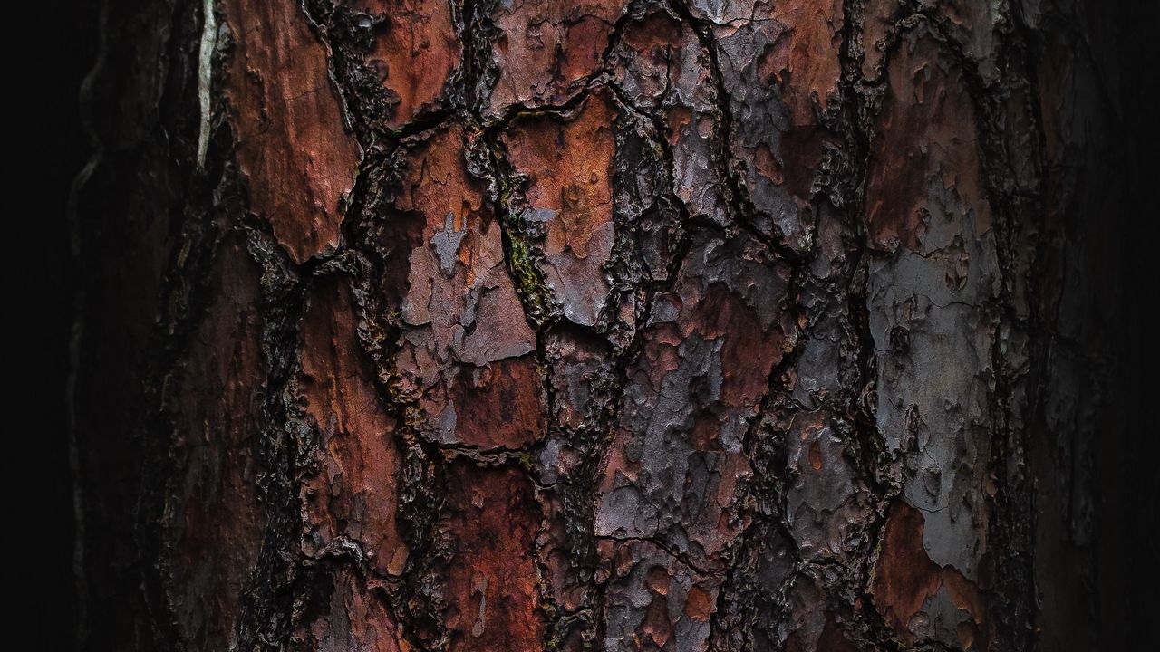 Wallpaper bark, macro, tree, wooden hd, picture, image