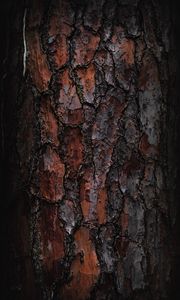 Preview wallpaper bark, macro, tree, wooden
