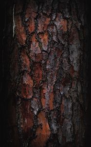 Preview wallpaper bark, macro, tree, wooden