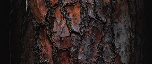 Preview wallpaper bark, macro, tree, wooden