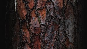 Preview wallpaper bark, macro, tree, wooden