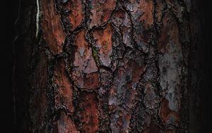 Preview wallpaper bark, macro, tree, wooden