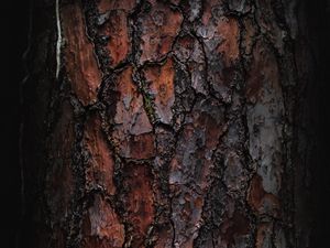 Preview wallpaper bark, macro, tree, wooden
