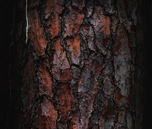 Preview wallpaper bark, macro, tree, wooden