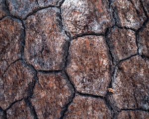 Preview wallpaper bark, macro, wood, cracnny