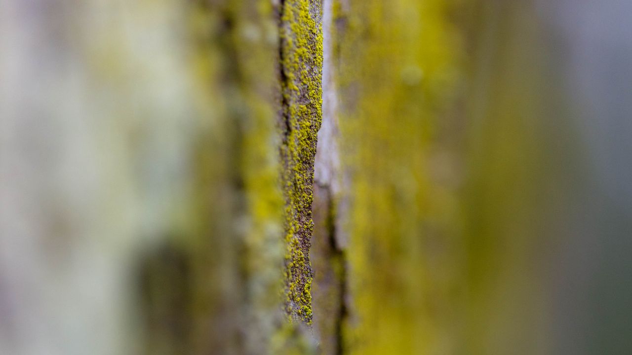 Wallpaper bark, moss, blur, macro