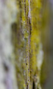 Preview wallpaper bark, moss, blur, macro