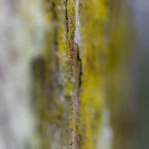 Preview wallpaper bark, moss, blur, macro