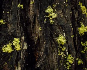 Preview wallpaper bark, moss, macro, green