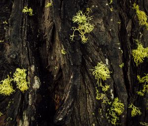 Preview wallpaper bark, moss, macro, green