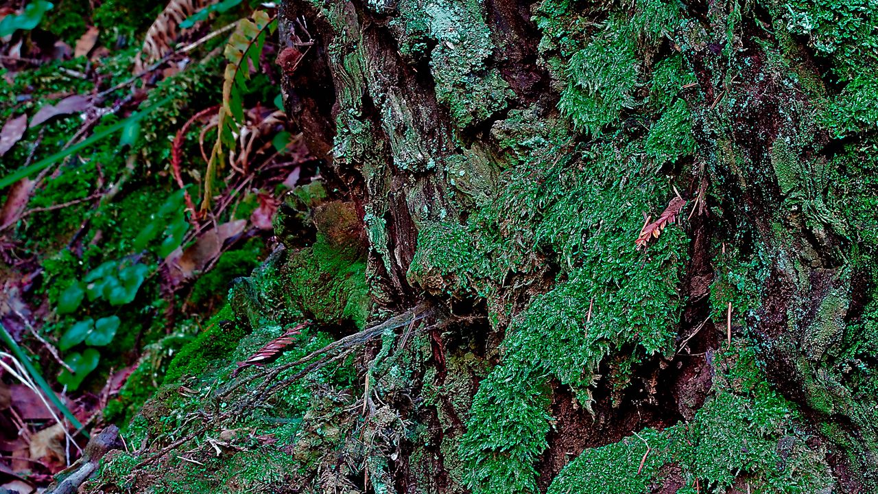 Wallpaper bark, moss, plants, leaves, macro, green