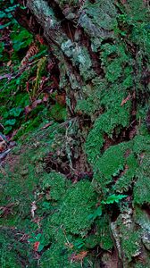 Preview wallpaper bark, moss, plants, leaves, macro, green